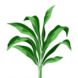 热带植物叶子背景图片_在白色背景上的热带植物叶子。