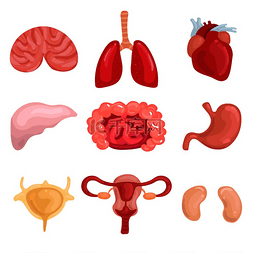 人体内脏与肺脑肝子宫肠口心肾分