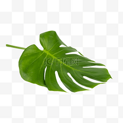 龟背竹叶片png图片_绿色热带植物龟背竹