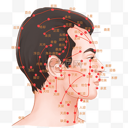 位图位图图片_侧头部头部穴位图中医