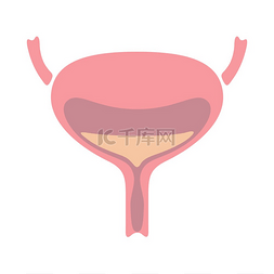 内部图片_膀胱内部器官示意图人体解剖学医