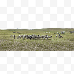 夏季草原羊群夏季
