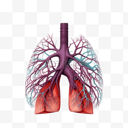 医疗医学组织器官人体肺