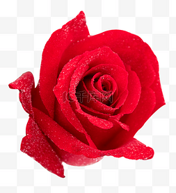 红玫瑰玫瑰花情人节