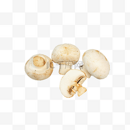 口蘑图片_口蘑菌菇