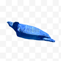 国潮创意字体图片_海底自然美丽海龟