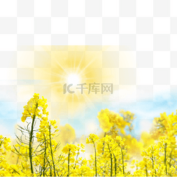 太阳下的花朵图片_阳光照射下的油菜花
