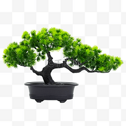 松树盆栽