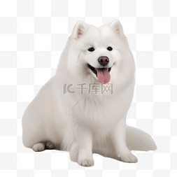 雨伞摄影图片_萨摩耶狗犬类动物白色摄影