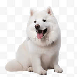 狗图片_萨摩耶狗犬类动物白色摄影