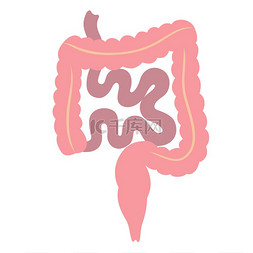 肠道内部器官的插图人体解剖学医