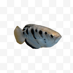 动物潜水热带鱼