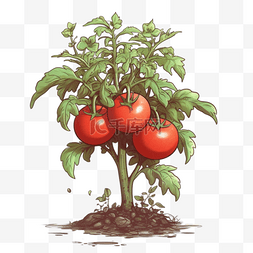荷兰豆种植图片_农业种植果蔬番茄