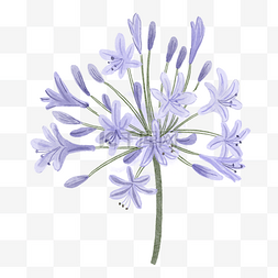 多年生植物图片_百子莲水彩花卉紫色