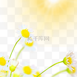 太阳下的花朵图片_阳光照射下的蒲公英