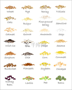 矢量谷子图片_各种谷物和谷物。小麦、 青稞、 