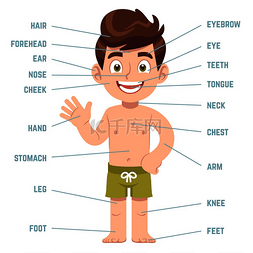 卡通身体部位图片_儿童身体部位。