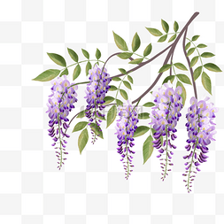 紫色紫藤花水彩花卉