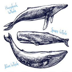 声势浩大图片_不同的手绘鲸鱼