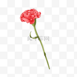 一枝红色的康乃馨花