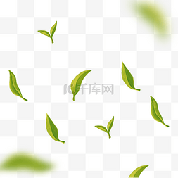 叶子图片_春季植物绿茶茶叶