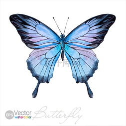 蓝色蝴蝶翅膀图片_Vector Watercolor Butterfly The Ulysses butte