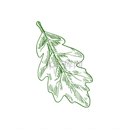 矢量绿色植物叶子图片_橡树叶橡子叶的孤立草图矢量绿叶