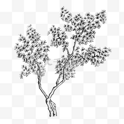 白描素描树枝