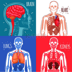身体结构人体图片_人体内部器官设计概念与大脑、心