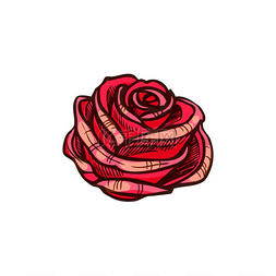 红玫瑰花分离矢量素描花玫瑰花孤