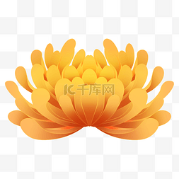 菊花图片_金色富贵菊花