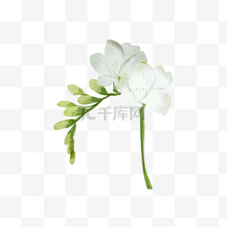 苍兰婚礼白色花卉水彩