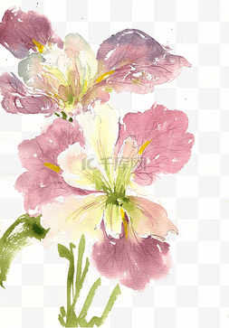 春天盛开的花朵图片_盛开的鸢尾花