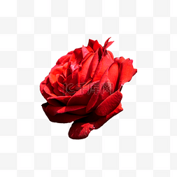 洋红色玫瑰图片_花圃植物红色洋玫瑰花卉
