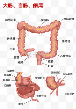 器官示意图图片_医疗人体组织器官大肠盲肠阑尾局