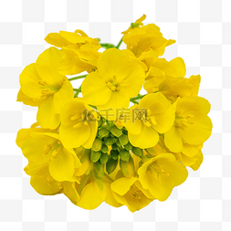 黄色油菜花鲜花