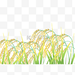 水稻稻穗农业