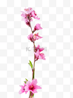 粉色桃花花蕾