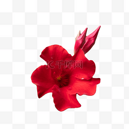 曼德维拉花卉花瓣红色