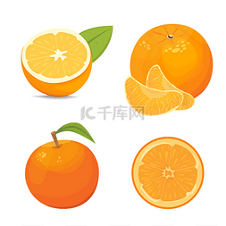 新鲜成熟的橙子和橘子用矢量集合