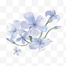 花图片_蓝花花草