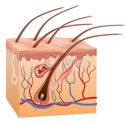 皮肤结构图片_人类的皮肤和头发结构。矢量插画