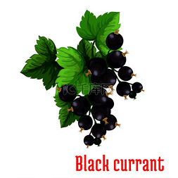黑加仑浆果一束孤立的黑加仑子茎