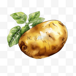 马铃薯插画图片_农业种植果蔬土豆