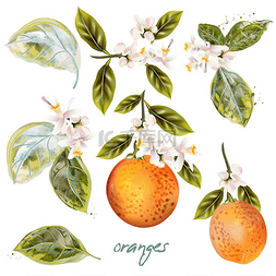 果花古色古香的盛开的橘子