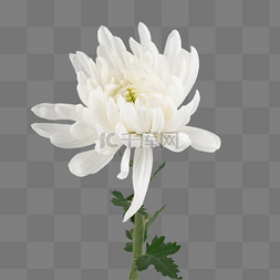 白菊花素材图片_清明节白色菊花