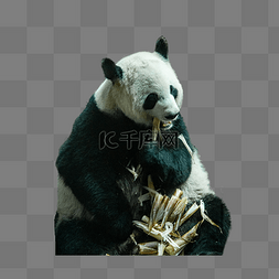 国宝允儿图片_动物世界大熊猫动物园国宝吃竹笋