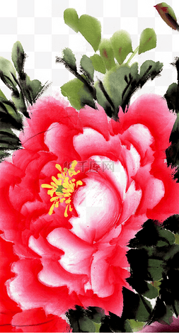 绽放的粉色花瓣图片_娇艳的牡丹