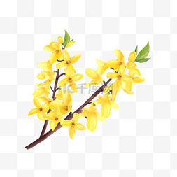 树叶图片_水彩花卉黄色连翘花
