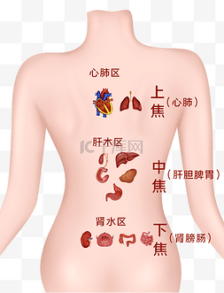 五脏六腑图片大全图片_人体医疗组织器官五脏六腑三焦腑